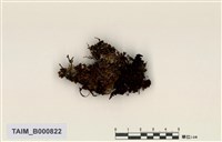 藏品(皺葉火苔)的圖片